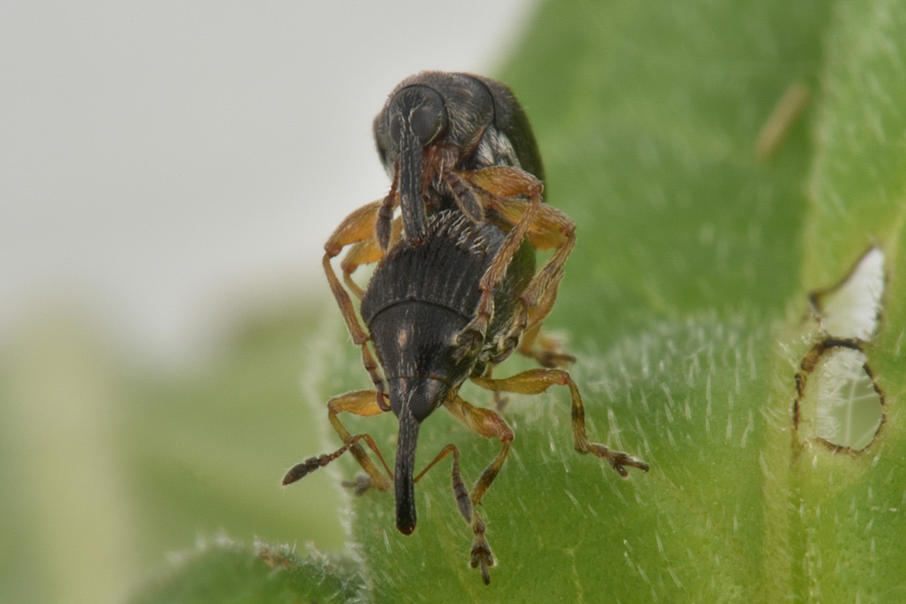 Nanophyidae: Nanomimus anulatus?  S !